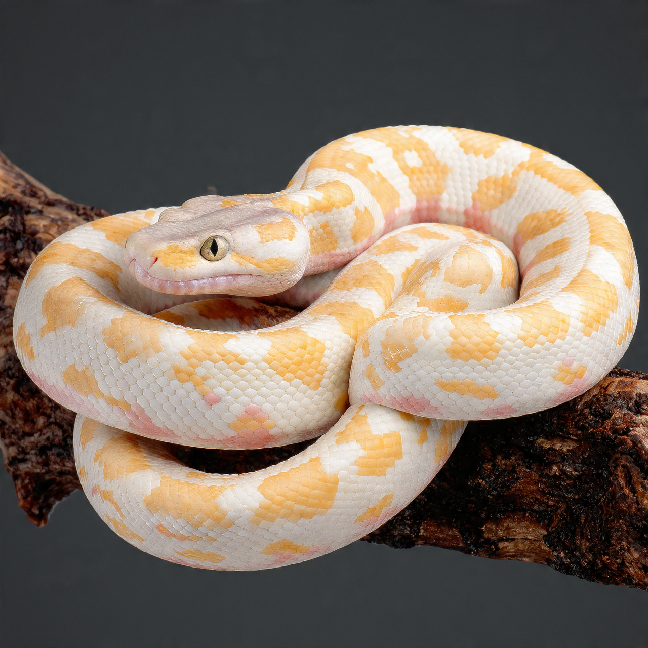 Snake 5